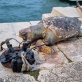 Dramma tartarughe: sale a cinque il numero di quelle uccise a Barletta