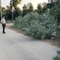 Strage di ulivi nelle campagne di Terlizzi: 20 alberi distrutti