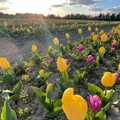 Un campo con 100mila tulipani? È reale e si trova in Puglia