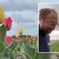 «I tulipani non ci sono più», la grandine distrugge il campo a Foggia