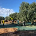 Focolai di xylella nelle campagne di Triggiano, monitoraggio nella zona cuscinetto sino a Bari