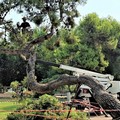 Abbattuto un pino a rischio cedimento nei giardini del Castello di Barletta