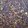 In Puglia è emergenza per la crisi del vino: troppe giacenze in cantina