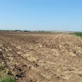 Agricoltore 77enne muore a Carapelle: era scivolato in un pozzo