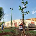 Terlizzi, 14 alberi e 1000 piantine pronti per la piantumazione