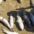 Pesci spiaggiati a Barletta, la ASL avvia indagini sulle acque