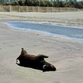 Cinghiale spiaggiato sulla spiaggia di Barletta