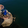 Sequestrati 4 kg di tartufi di mare a Barletta: sanzione di 1000 euro per il pescatore