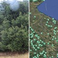 La Puglia si conferma terra di patriarchi verdi: 216 alberi monumentali nell’elenco Masaf