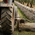 Al via a Terlizzi gli interventi di pulizia per contrastare il vettore della Xylella