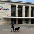 Controlli antidroga in provincia di Foggia: 163 persone individuate e sequestra oltre 6 kg di droga