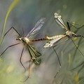 Secondo focolaio West Nile in provincia di Foggia: le raccomandazioni della Asl