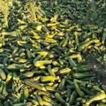 Quintali di zucchine lasciate marcire nelle campagne di Andria