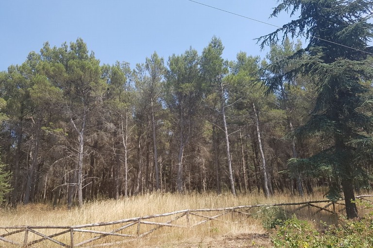 “Foreste di Puglia”