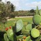 Settimana della Biodiversità Pugliese: Bitonto rinnova l’adesione all’iniziativa