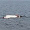 Imbarcano acqua, due persone salvate in mare a Santo Spirito