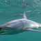 Porto Cesareo, battuta di pesca con sorpresa: all’amo finisce uno squalo mako