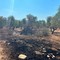 Incendi nelle campagne di Bitonto, Natilla: «Controlli straordinari per fermare i criminali»