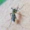 West Nile, primo caso nella Bat. Una donna di 53 anni in ospedale