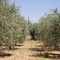 Impianto fotovoltaico, a rischio 7mila alberi di olivo a Mariotto