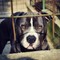 Fasano, azzannata dal pitbull del nonno: bimba ricoverata