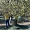 Scatta la raccolta delle olive in Puglia, al via oggi