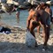 Turista francese raccoglie rifiuti alla spiaggia a Bisceglie: «La gente si sta ormai abituando»