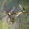Secondo focolaio West Nile in provincia di Foggia: le raccomandazioni della Asl