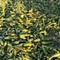 Quintali di zucchine lasciate marcire nelle campagne di Andria