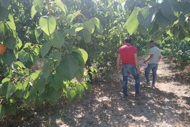 Agro di Trinitapoli