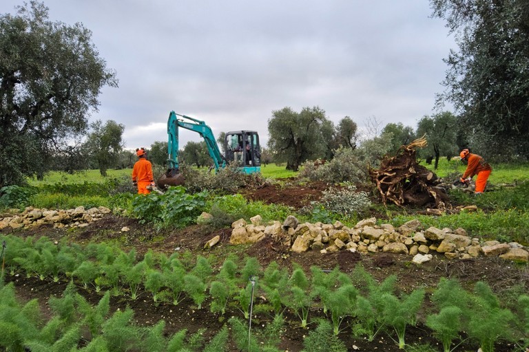 Xylella a Bitonto, espiantato ulivo infetto