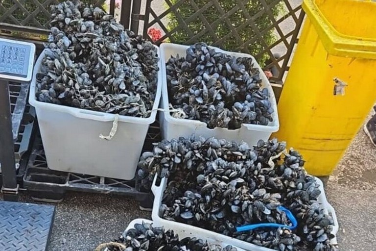 A Bitonto sequestrati 320 chili di cozze