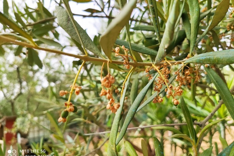 Agricoltura