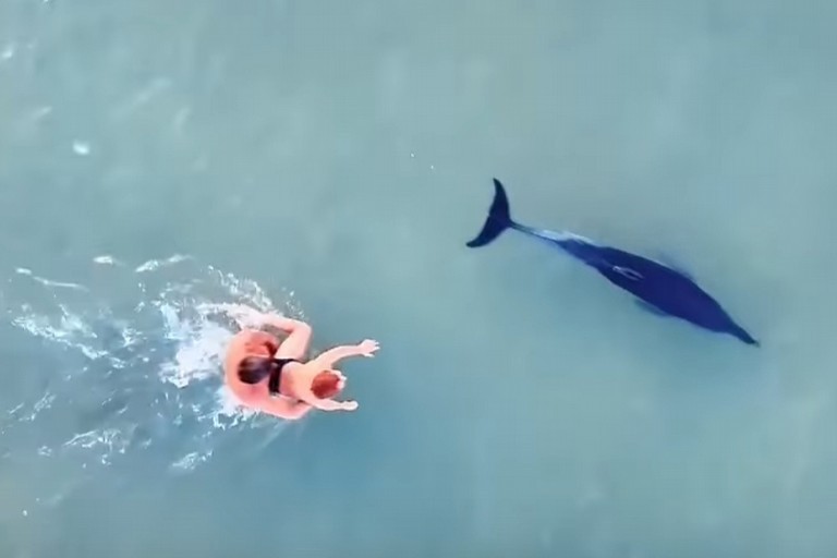 Delfino a Trani