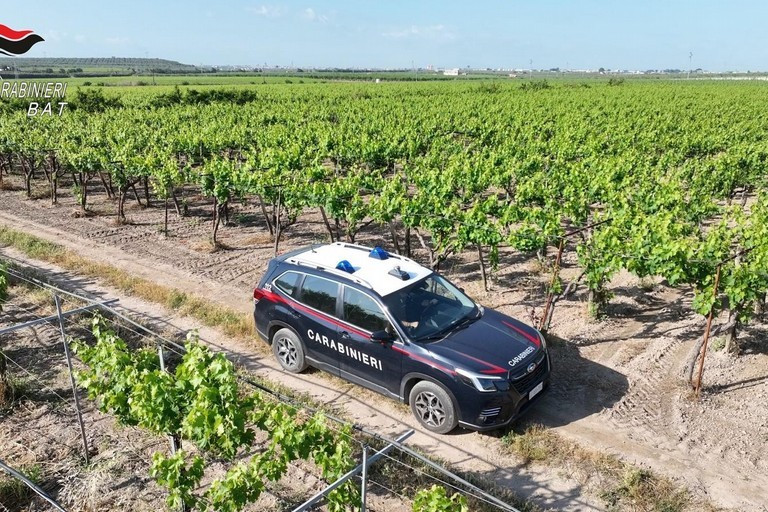 Furto di 15 quintali di uva