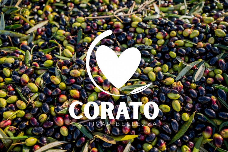 Corato Cultivar Bellezza