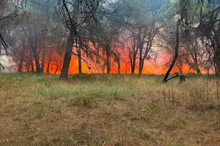Incendio nel bosco di Bitonto