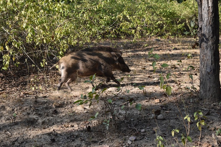 Cinghiale