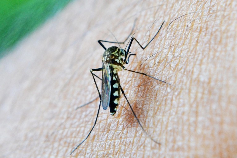 West Nile