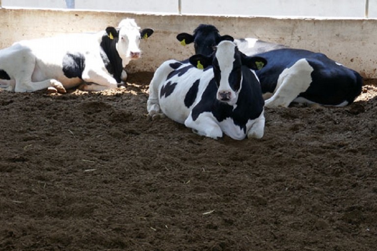 Furti di bestiame in due aziende di Corato