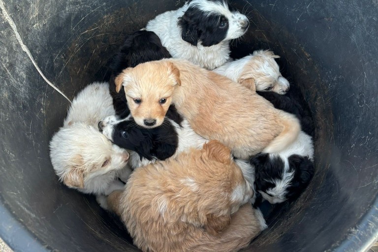 Abbandono di animali