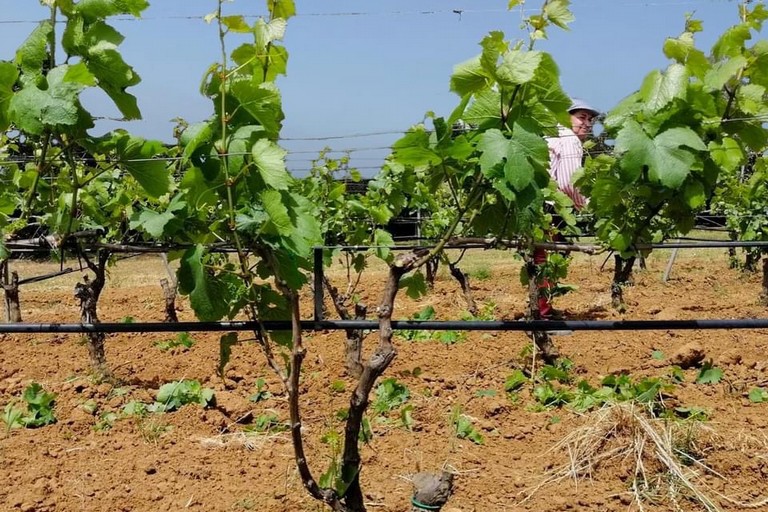 Previsioni vendemmia Puglia