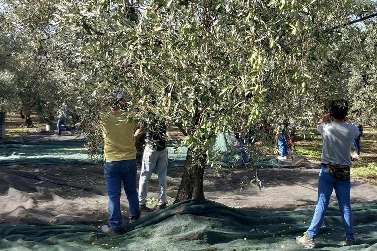 Scatta la raccolta delle olive in Puglia