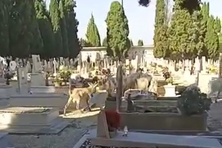 Capre cimitero di Barletta