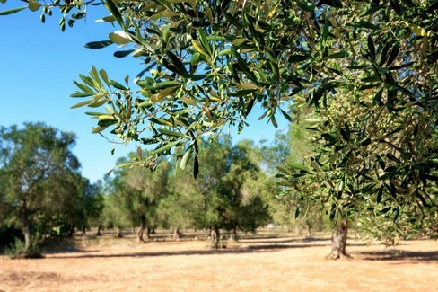 Xylella