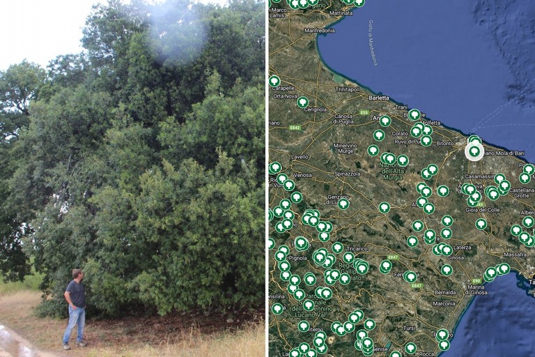 La Puglia si conferma terra di patriarchi verdi: 216 alberi monumentali nell’elenco Masaf