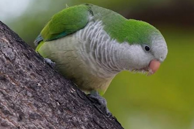 Parrocchetti