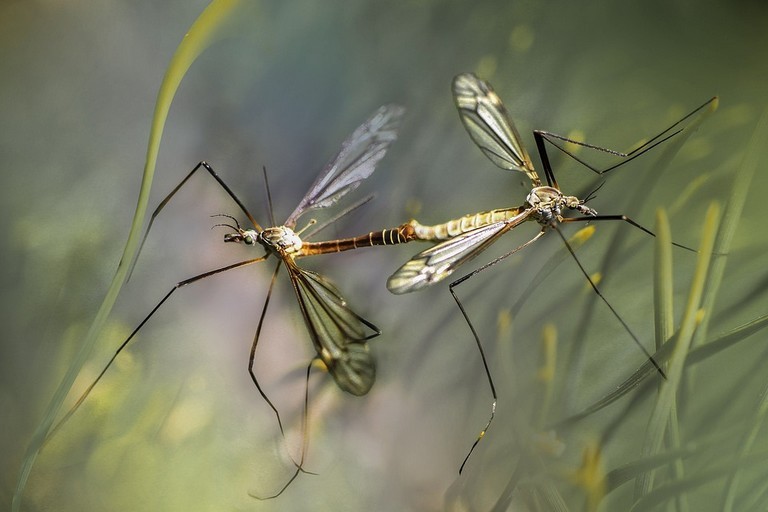 West Nile
