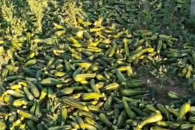 Zucchine